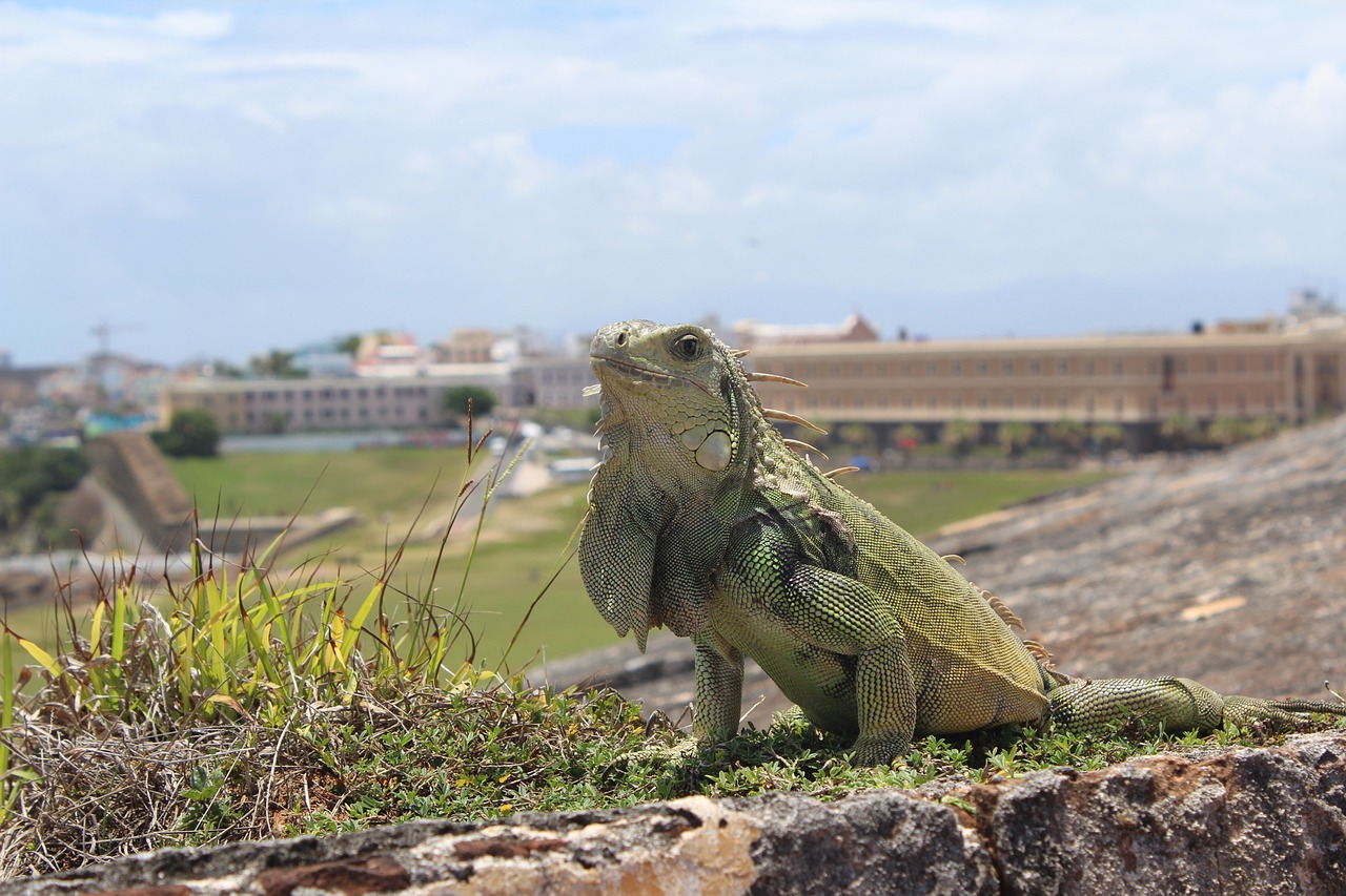 San Juanas, Puerto Rico, Iguana, Nemokamos Nuotraukos,  Nemokama Licenzija