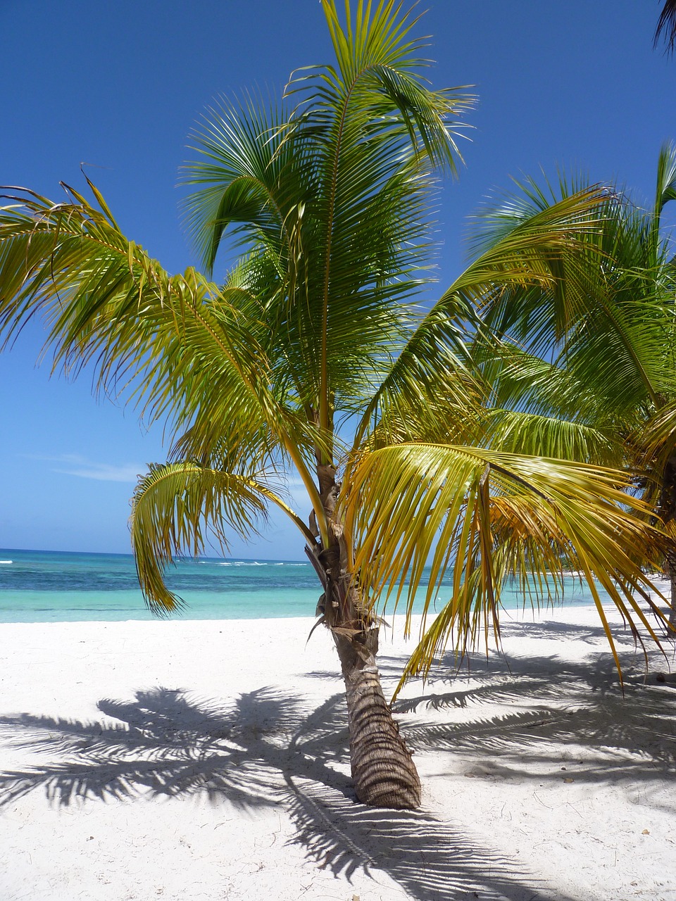 Smėlis, Karibai, Kokoso, Atogrąžų, Smėlėtas Paplūdimys, Ile, Nuostabus Paplūdimys, Vakarų Indiejai, Karibų Jūra, Nemokamos Nuotraukos