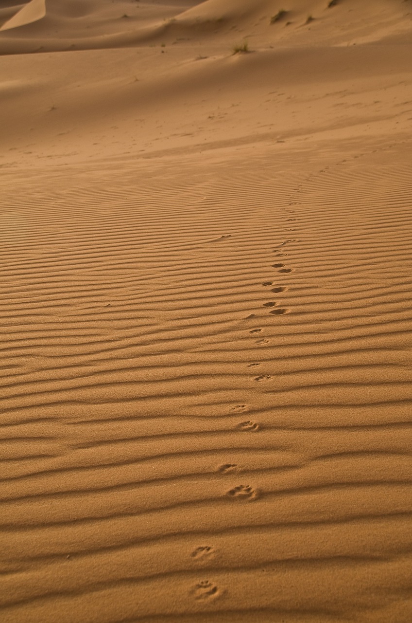 Smėlis, Sahara, Pėdsakai, Dykumos Lapė, Marokas, Nemokamos Nuotraukos,  Nemokama Licenzija