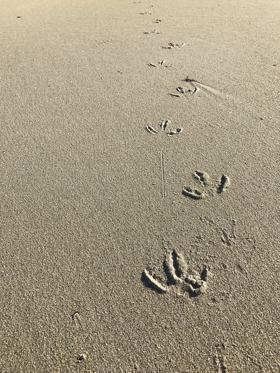 Smėlis, Jūra, Skolinasi, Paukštis, Paw, Pirštai, Dirvožemis, Tekstūra, Vasara, Gamta