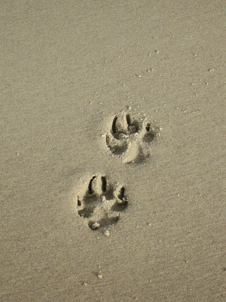 Smėlis, Paw, Paties Spausdinimas, Papludimys, Šunų Lupimas, Nemokamos Nuotraukos,  Nemokama Licenzija