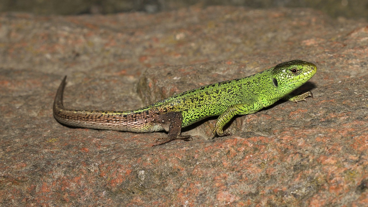 Smėlio Driežas, Ropliai, Laukinė Gamta, Gyvūnas, Gamta, Makro, Iš Arti, Lauke, Patinas, Lacerta Agilis