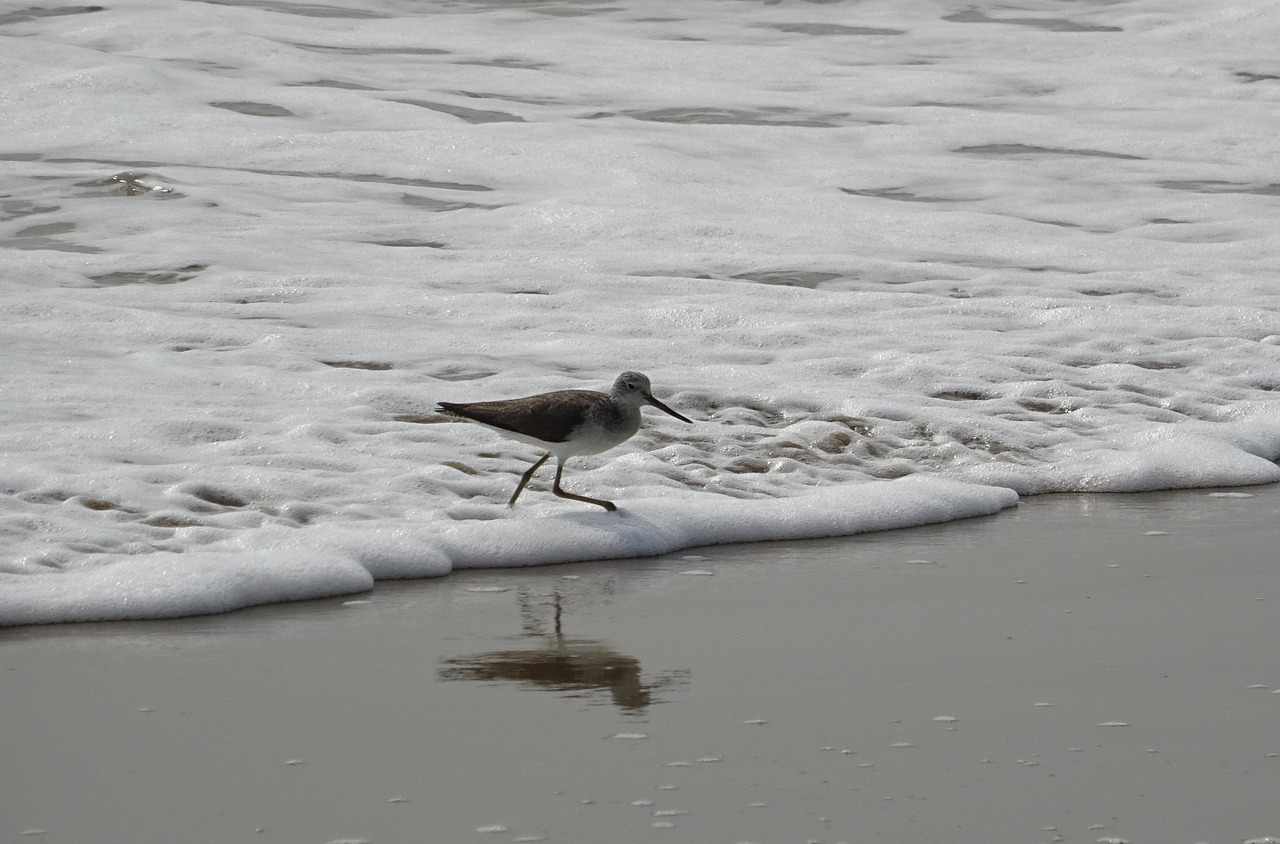 Sanderling, Paukštis, Fauna, Aves, Paukštis, Papludimys, Jūra, Kumta, Indija, Nemokamos Nuotraukos