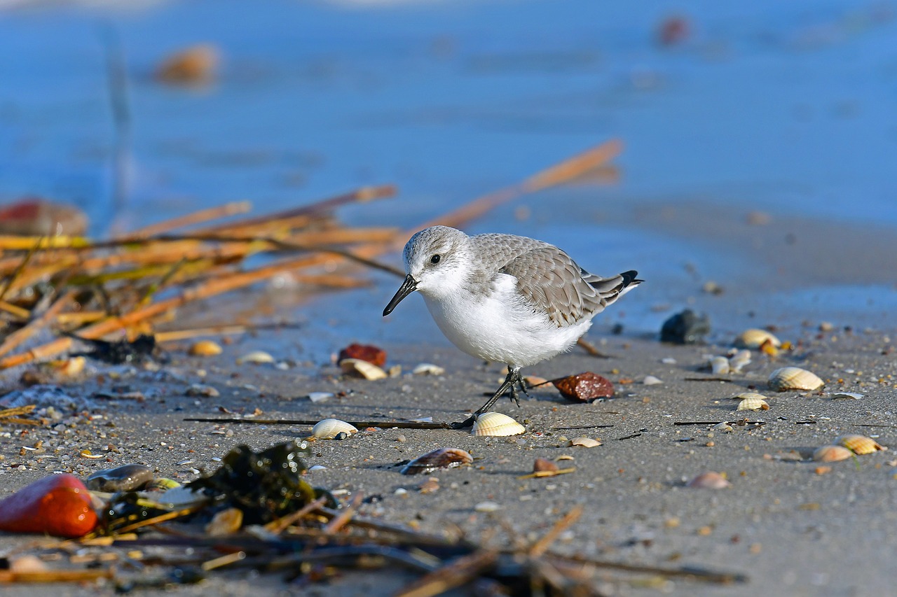 Sanderling, Šiaurės Jūra, Paukščiai, Nemokamos Nuotraukos,  Nemokama Licenzija