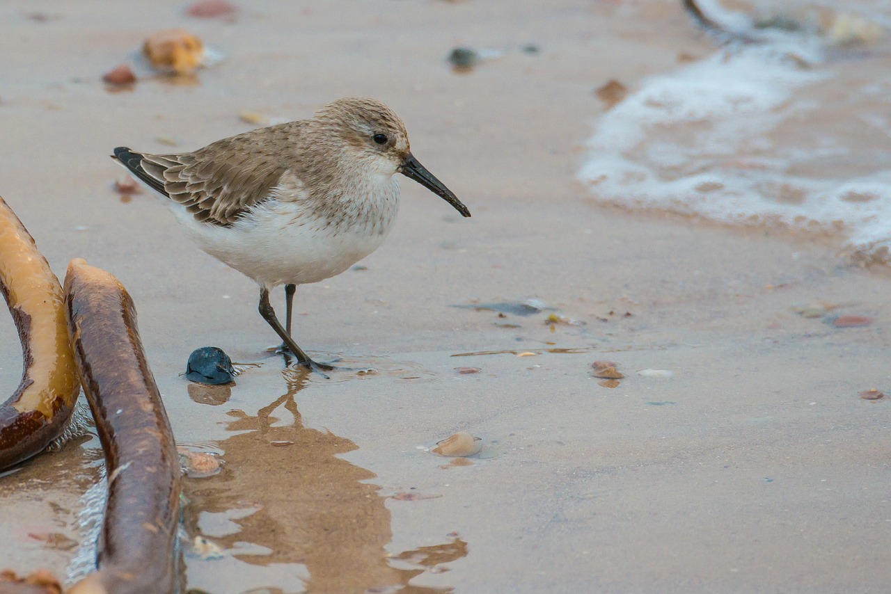 Sanderling, Paukštis, Calidris Alba, Helgolandas, Vandens Paukštis, Papludimys, Jūra, Nemokamos Nuotraukos,  Nemokama Licenzija