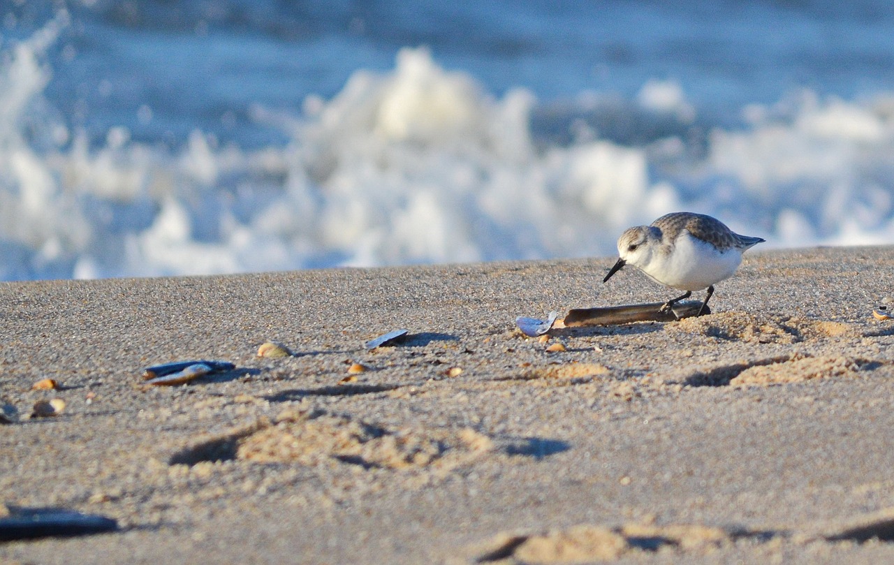 Sanderling, Jūra, Šiaurės Jūra, Paukštis, Papludimys, Sylt, Vandens Paukštis, Calidris Alba, Smėlis, Šventė