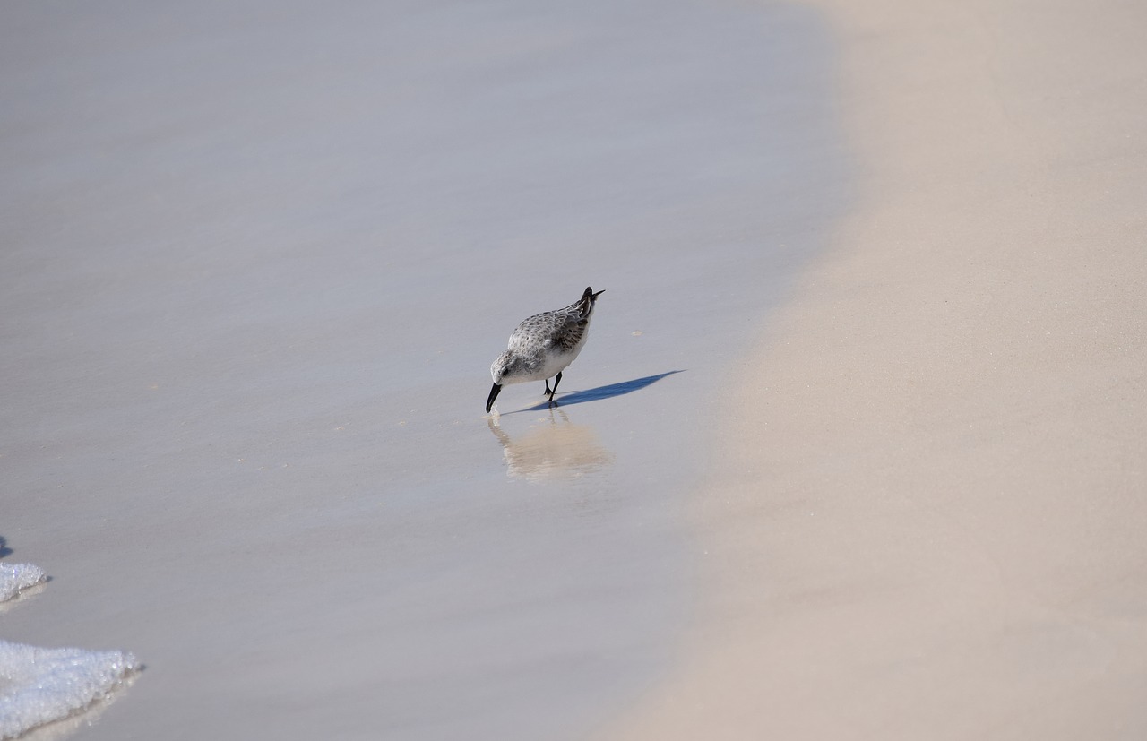 Sanderling, Kranto Paukštis, Gyvūnas, Gamta, Smėlis, Papludimys, Kelionė, Meksikos Įlanka, Panamos Miesto Paplūdimys, Nemokamos Nuotraukos