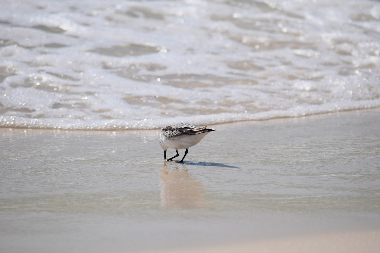 Sanderling, Kranto Paukštis, Gyvūnas, Gamta, Smėlis, Papludimys, Kelionė, Meksikos Įlanka, Panamos Miesto Paplūdimys, Nemokamos Nuotraukos