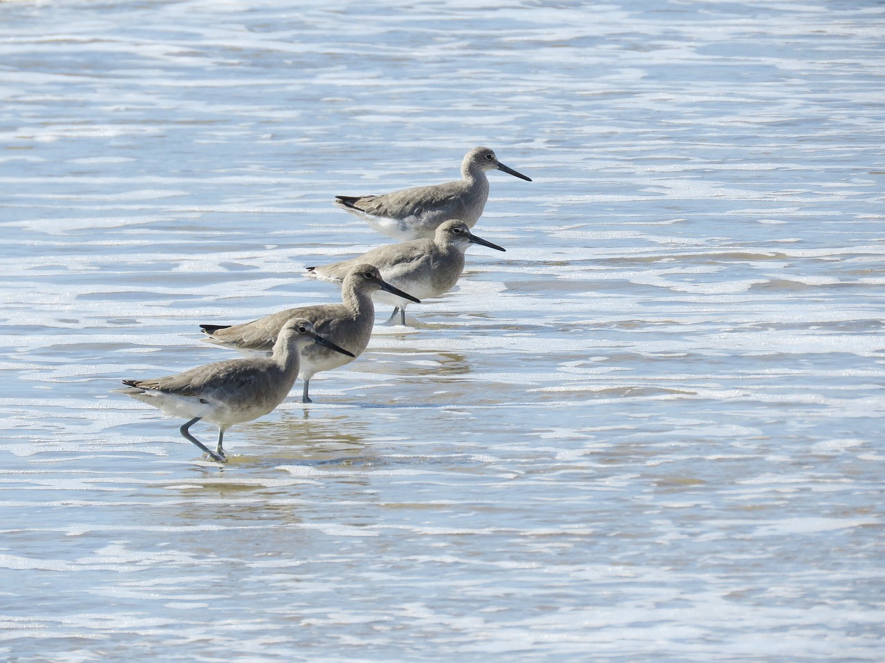 Sandarlings, Vandenynas, Potvynis, Nemokamos Nuotraukos,  Nemokama Licenzija