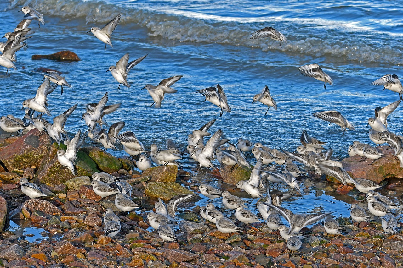 Sandarlings, Nusileidimas, Calidris Alba, Gamta, Jūra, Vandenys, Kranto, Paukštis, Nemokamos Nuotraukos,  Nemokama Licenzija