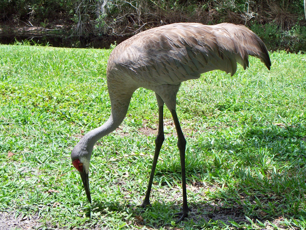 Sandhill, Kranas, Paukštis, Ornitologija, Gyvūnas, Nemokamos Nuotraukos,  Nemokama Licenzija