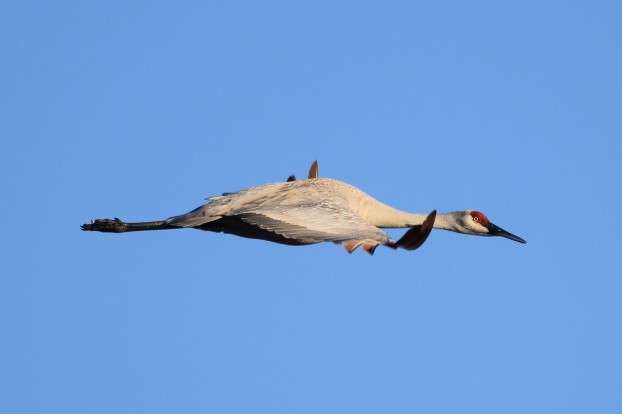 Sandhill, Kranas, Skraidantis, Paukštis, Skrydis, Dangus, Laukinė Gamta, Paukščių Skraidymas, Nemokamos Nuotraukos,  Nemokama Licenzija