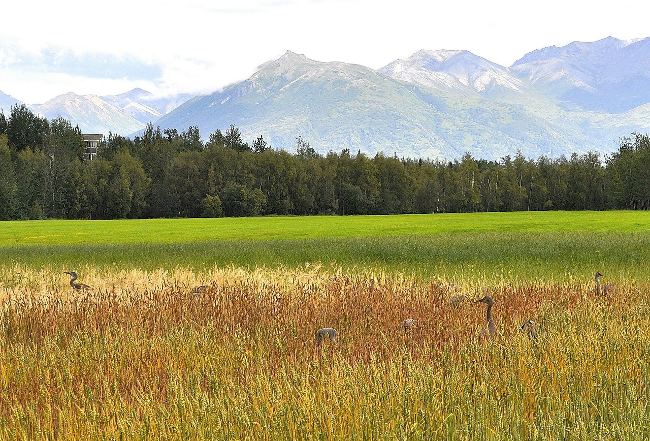 Sandhill, Kranai, Palmeras, Alaska, Laukai, Kraštovaizdis, Dykuma, Peizažas, Natūralus, Laukiniai