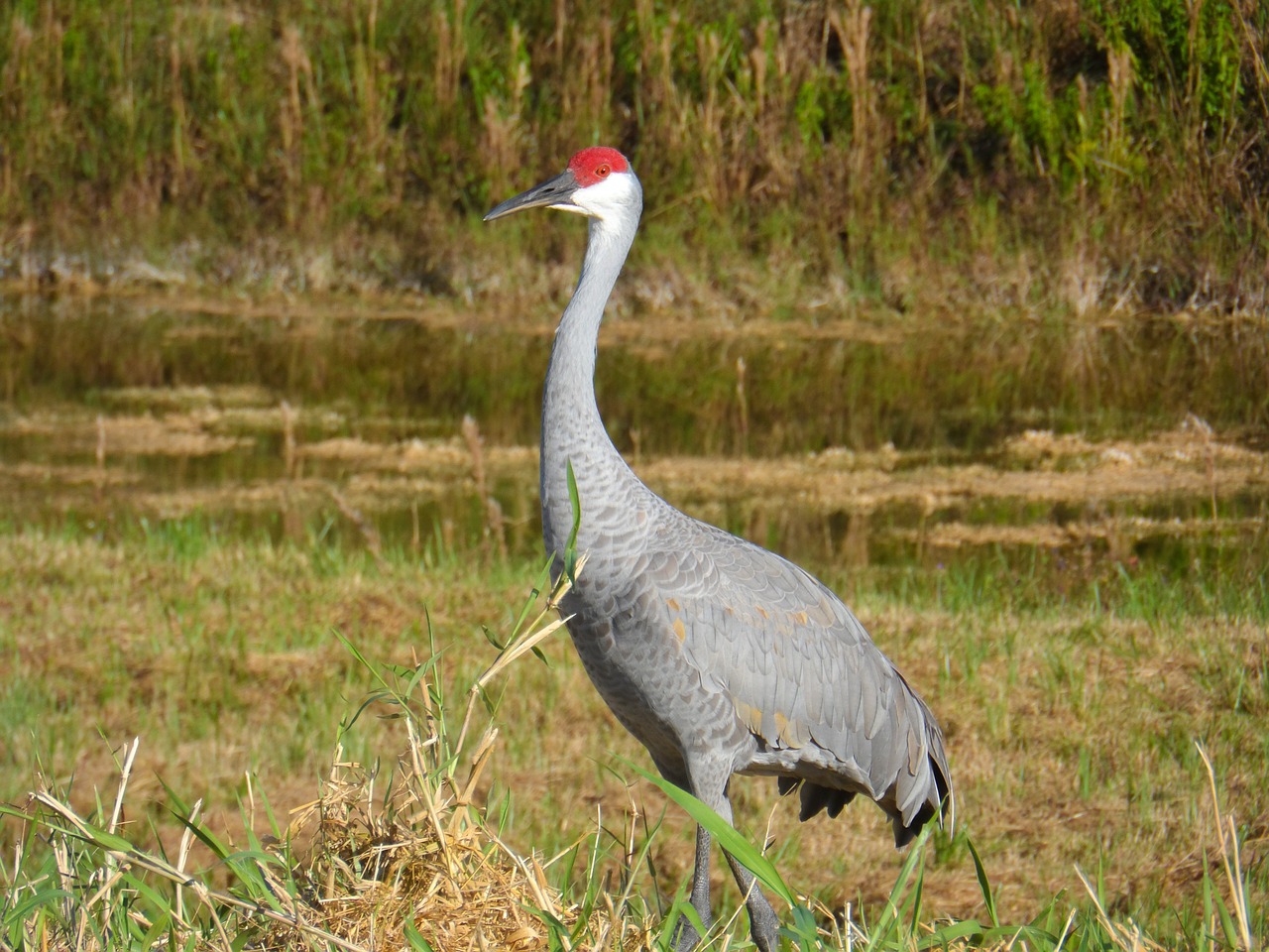 Smėlio Kranas, Grus Canadensis, Sandhill, Kranas, Grus, Laukinė Gamta, Laukiniai, Lauke, Paukštis, Natūralus