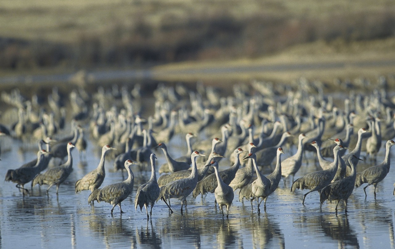 Smėlio Kranai, Paukščiai, Laukinė Gamta, Flock, Gamta, Snapas, Vandens Paukščiai, Lauke, Portretas, Stovintis