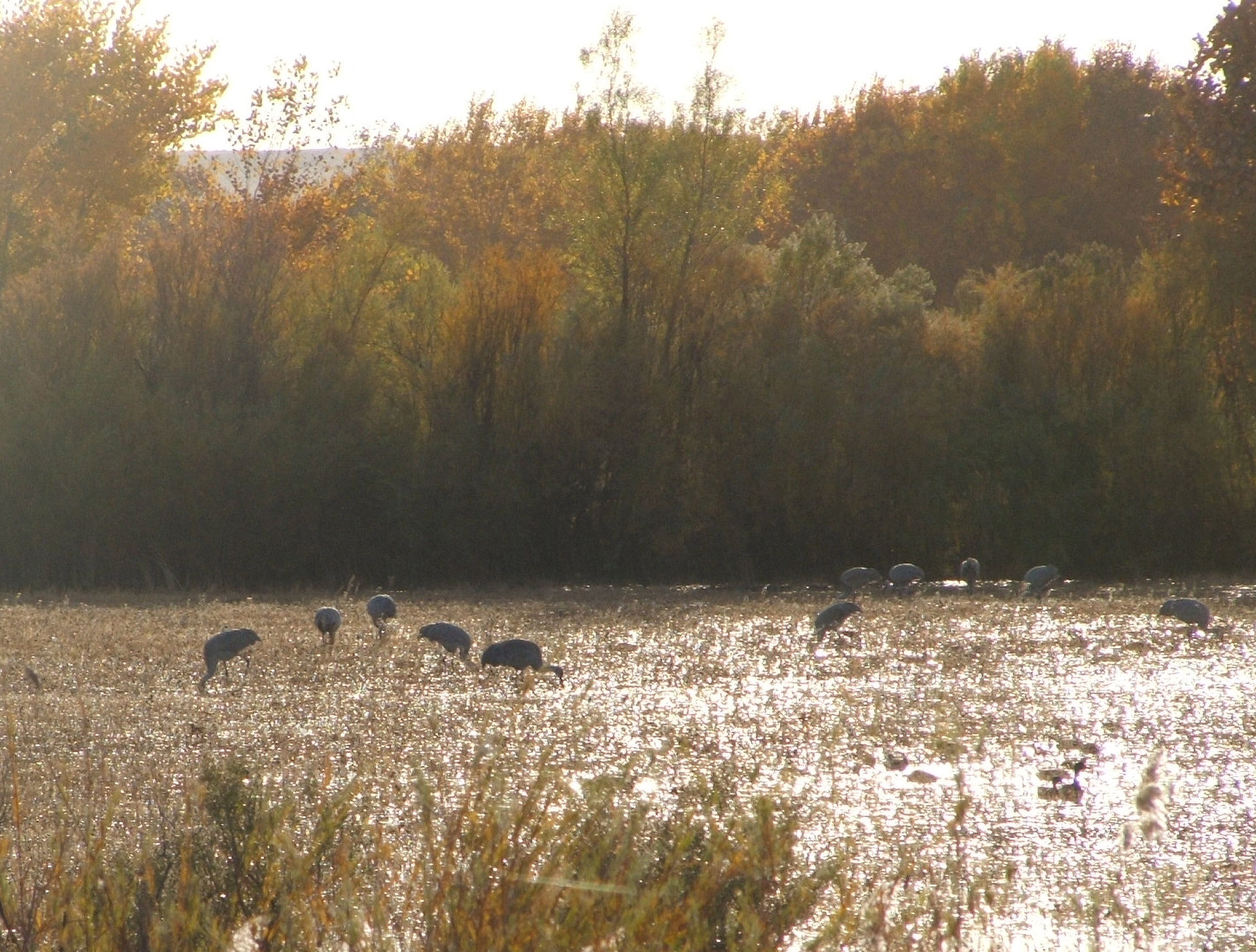 Rytas & Nbsp,  Šviesa,  Sandhill & Nbsp,  Kranai,  Paukščiai,  Laukinis & Nbsp,  Paukštis,  Bosque & Nbsp,  Del & Nbsp,  Apache