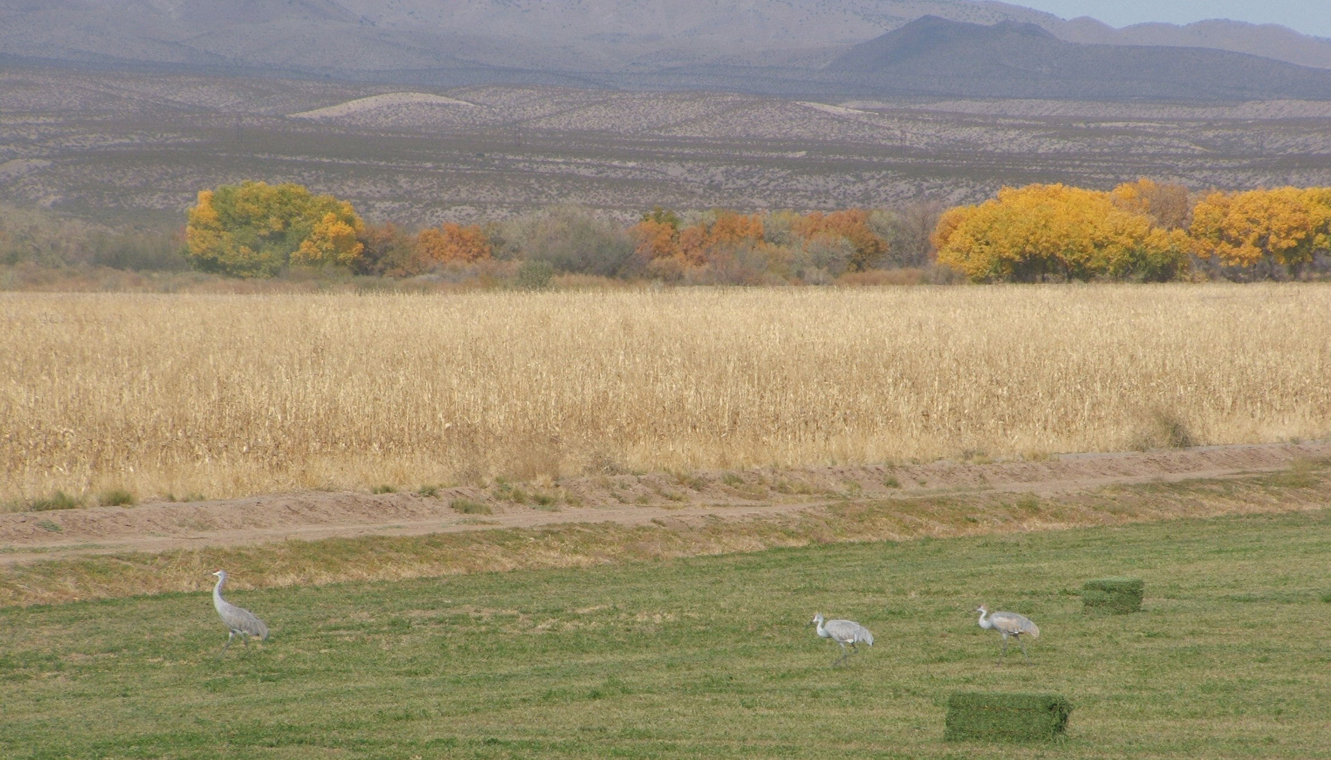 Kranai,  Sandhill & Nbsp,  Kranai,  Bosque & Nbsp,  Del & Nbsp,  Apache,  Paukščiai,  Laukiniai & Nbsp,  Paukščiai,  Nauja & Nbsp