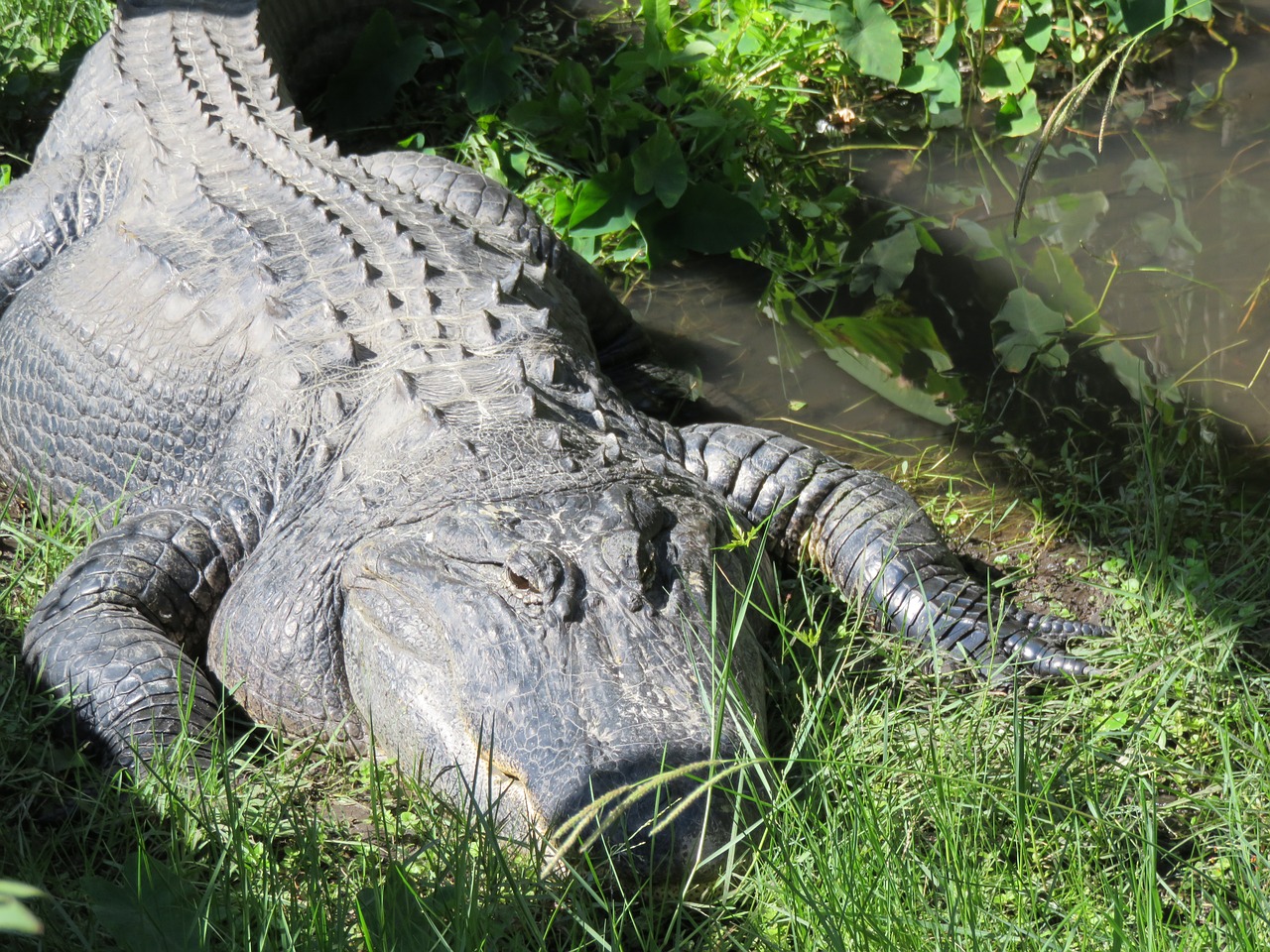 Sanfordas, Florida, Aligatorius, Ropliai, Zoologijos Sodas, Ežeras, Gamta, Laukinė Gamta, Nelaisvėje, Nemokamos Nuotraukos