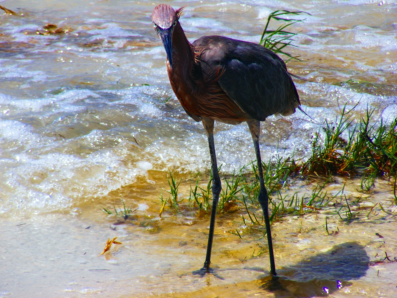 Sanibel, Florida, Rausvai, Egret, Raudona, Vanduo, Lauke, Papludimys, Vandenynas, Jūra