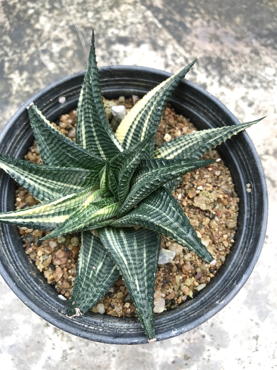 Sansevieria, Augalas, Lea, Gamta, Lapai, Žalias, Dekoratyvinis, Natūralus, Augimas, Sodas