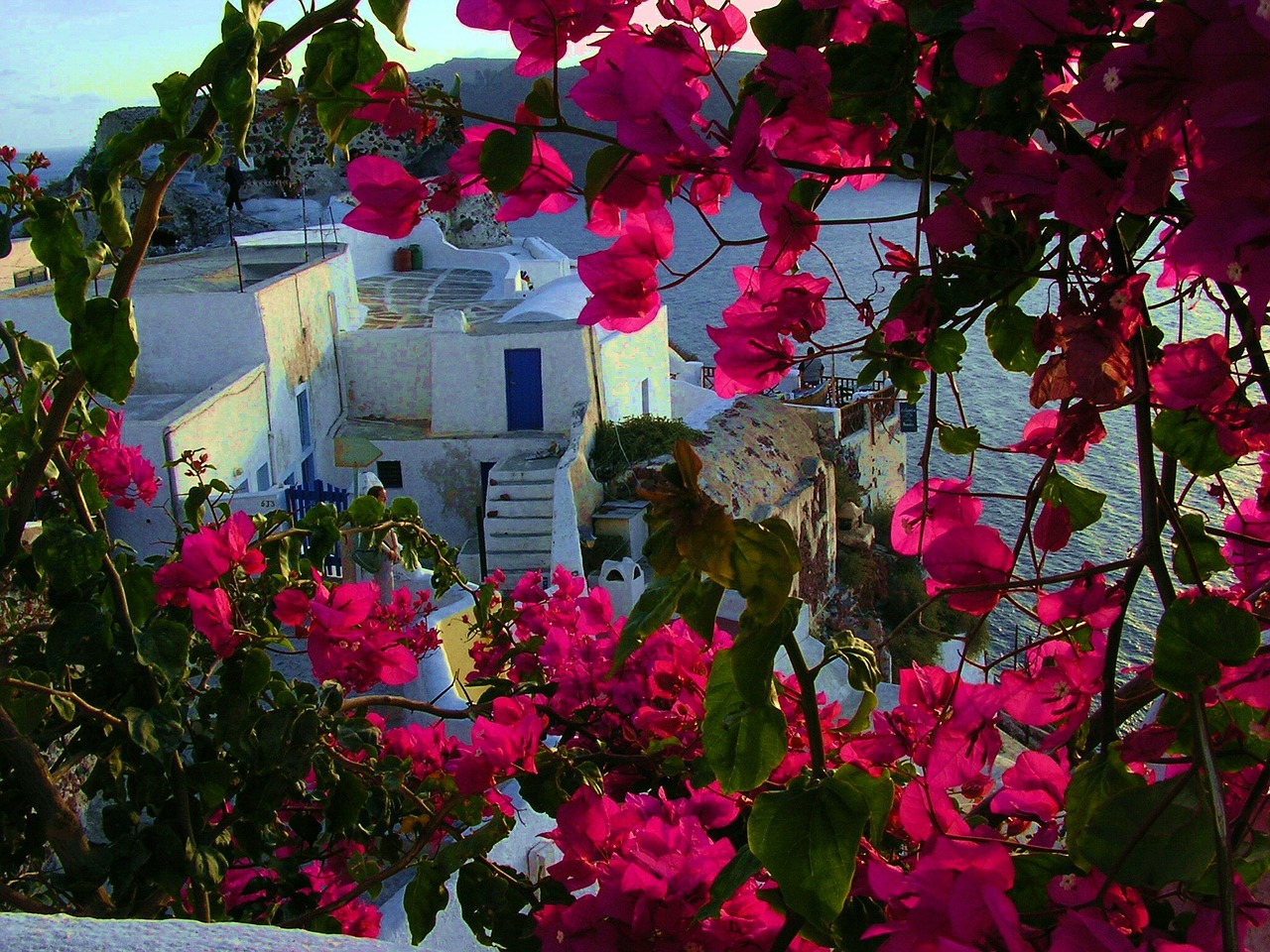 Santorini, Gėlės, Graikų Sala, Nemokamos Nuotraukos,  Nemokama Licenzija