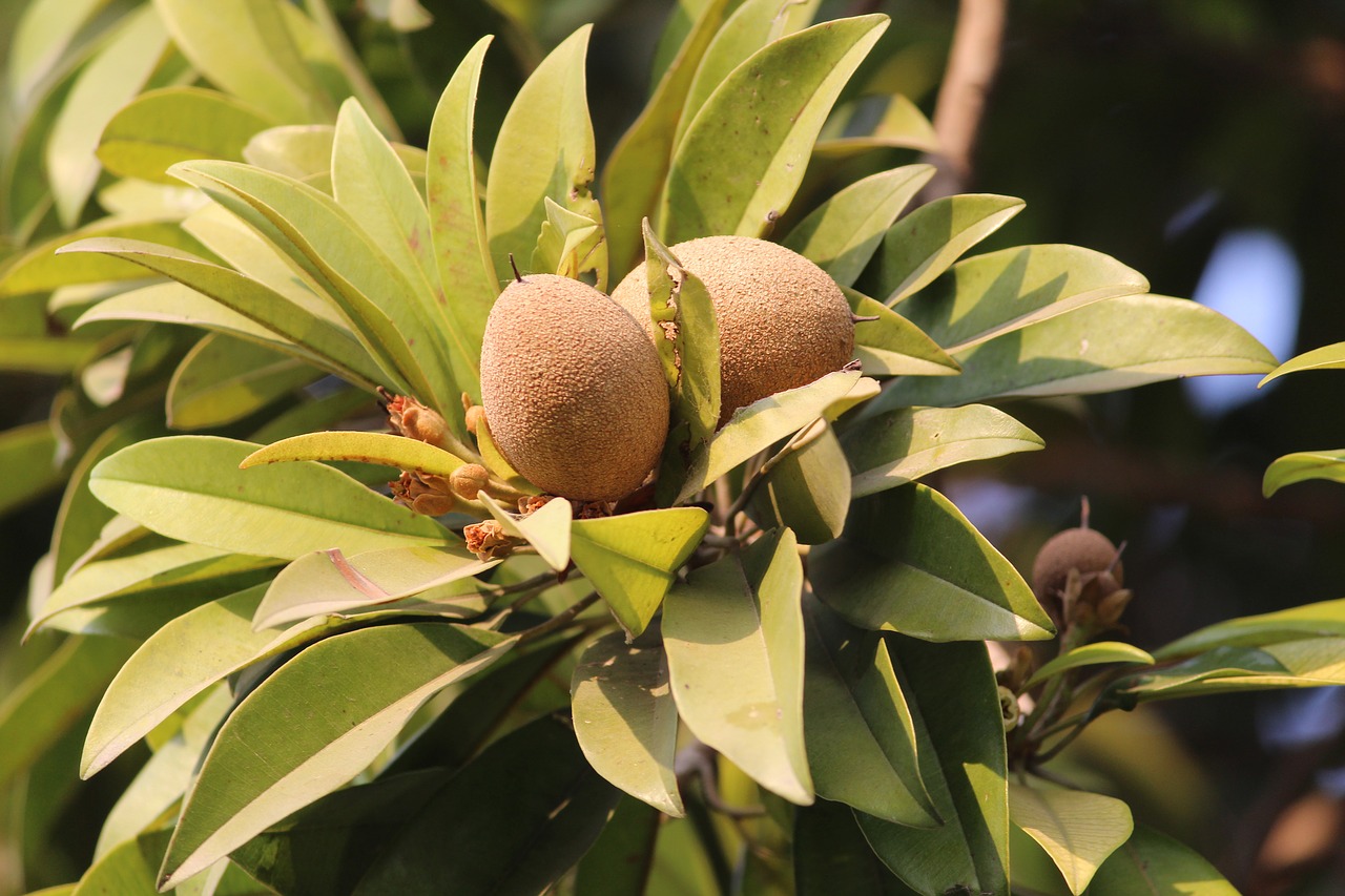 Sapodilla, Chiku, Vaisiai, Augalas, Ilgai Gyveno, Visžalis, Nemokamos Nuotraukos,  Nemokama Licenzija