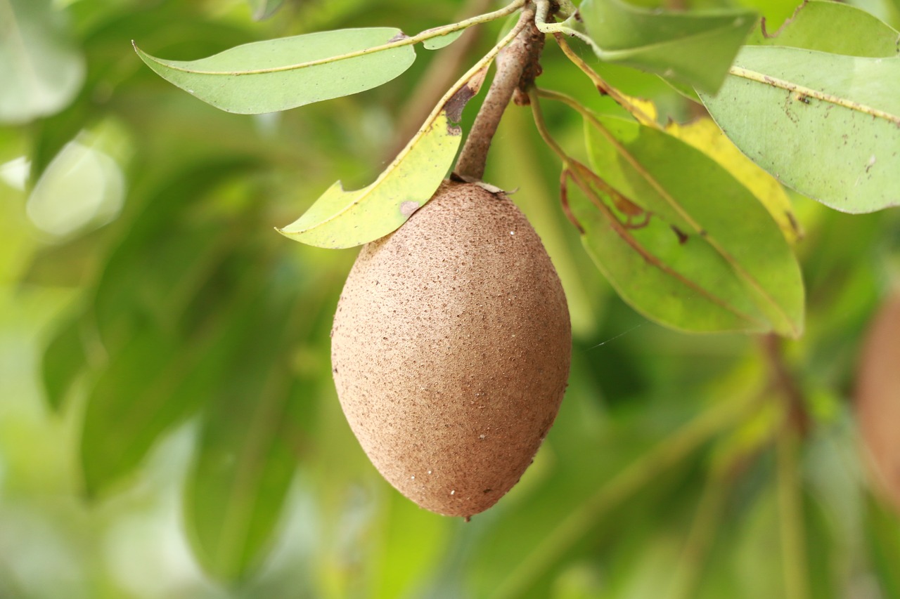 Sapodilla, Vaisiai, Maistas, Žemdirbystė, Gamta, Skanus, Valgomas Maistas, Nemokamos Nuotraukos,  Nemokama Licenzija