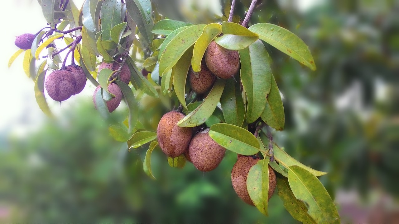 Sapodilla, Vaisiai, Nemokamos Nuotraukos,  Nemokama Licenzija