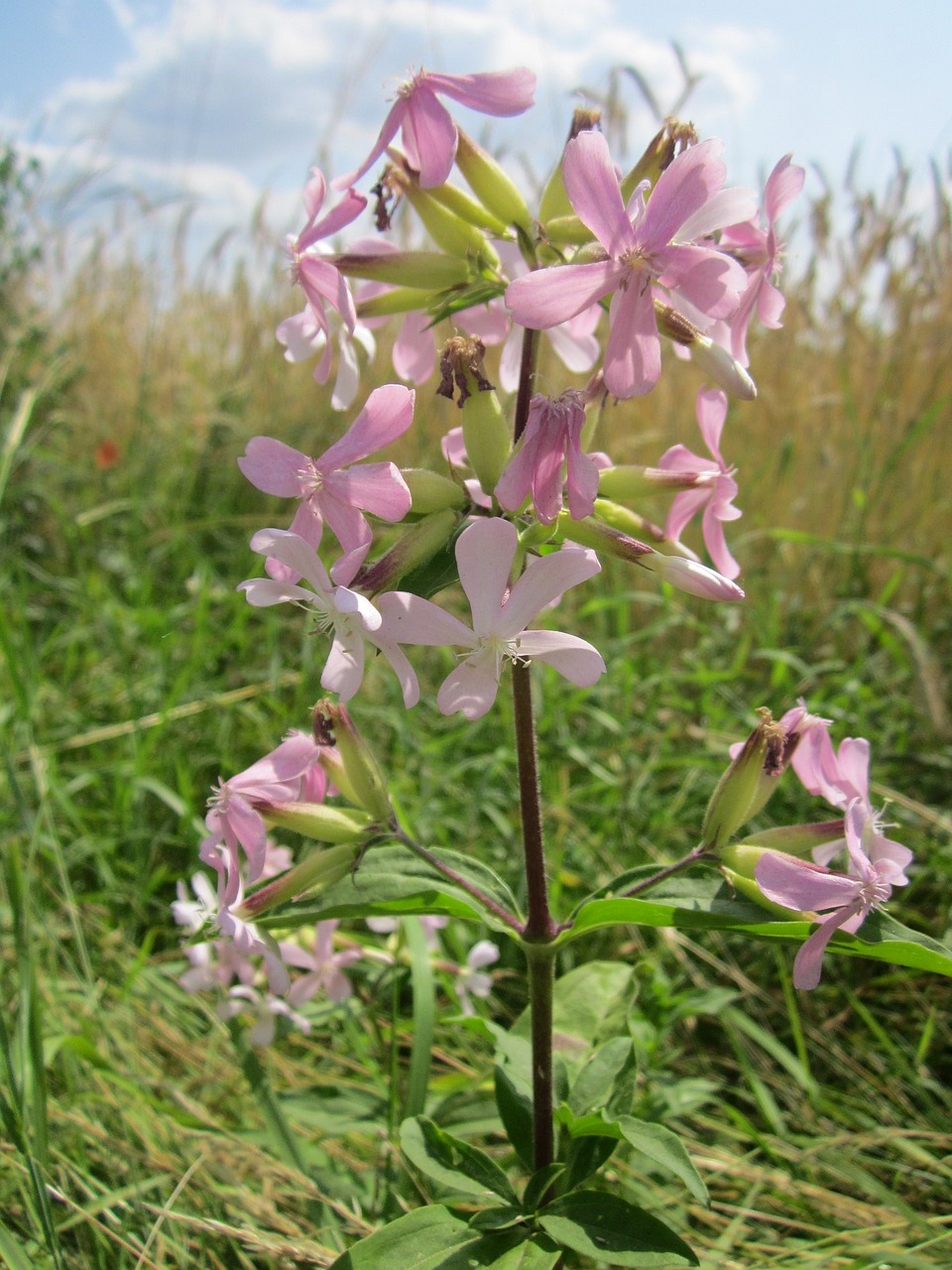 Saponaria Officinalis,  Paprastas Muilas,  Šoktelėti,  Muilo Muilas,  Laukinis Saldus Vaistas,  Soapweed,  Wildflower,  Flora,  Botanika,  Augalas