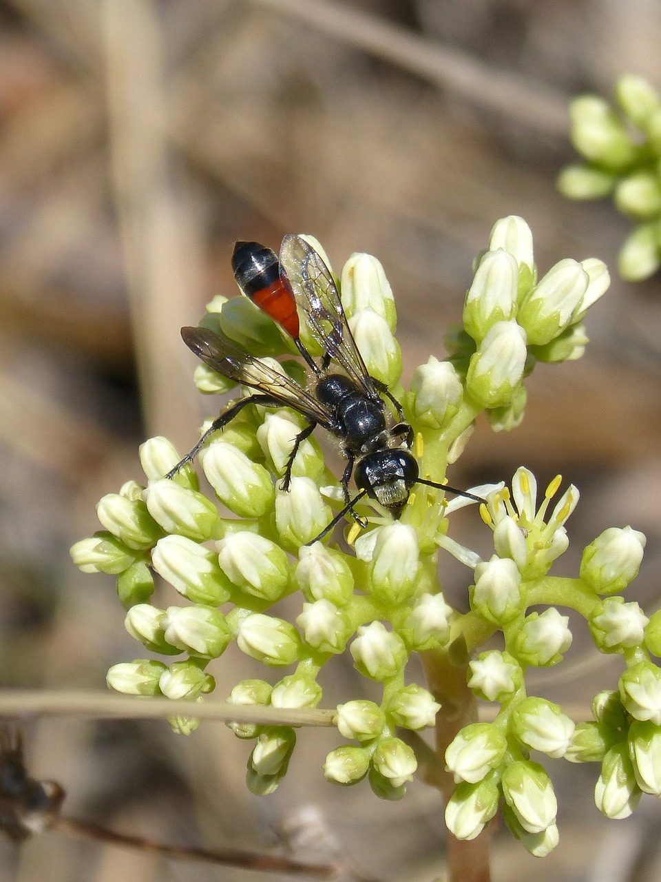 Saper Isp, Isp, Šerti, Ammophila Hirsuta, Nemokamos Nuotraukos,  Nemokama Licenzija