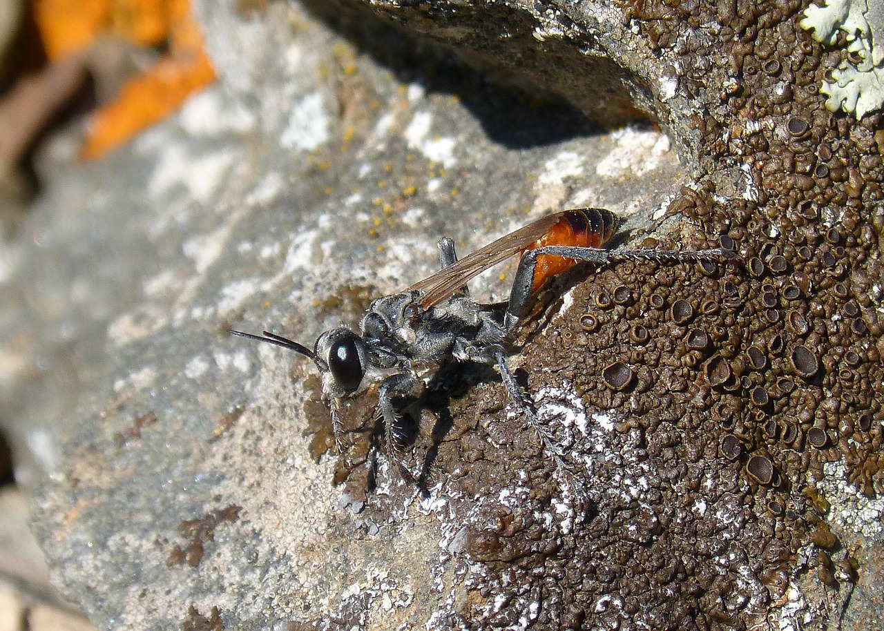 Saper Isp, Isp, Šerti, Ammophila Hirsuta, Rokas, Kerpės, Nemokamos Nuotraukos,  Nemokama Licenzija