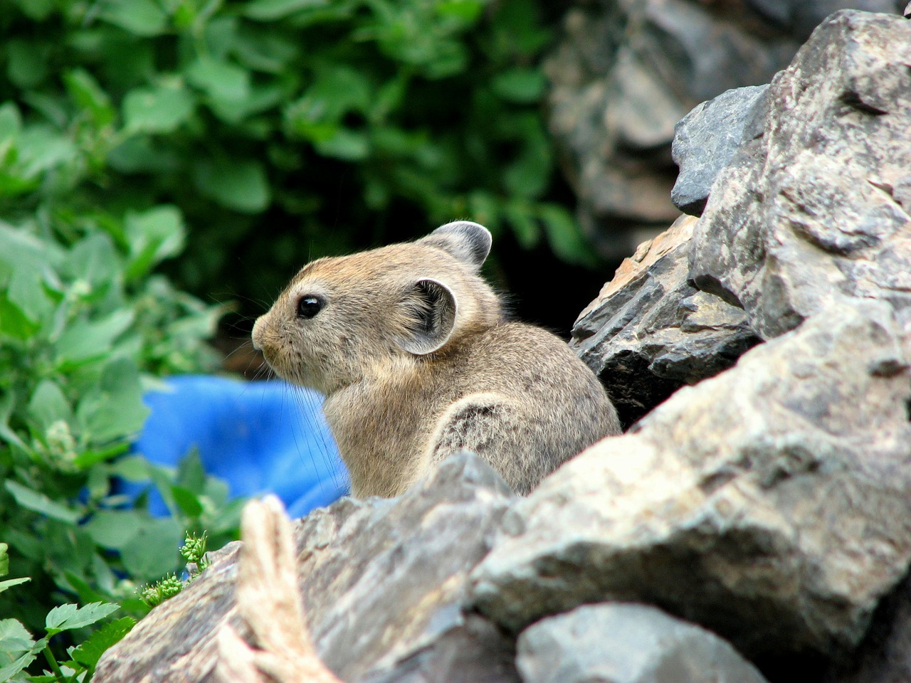 Sardinijos Pika, Graužikas, Naminis Gyvūnėlis, Mongolija, Žodis, Nemokamos Nuotraukos,  Nemokama Licenzija