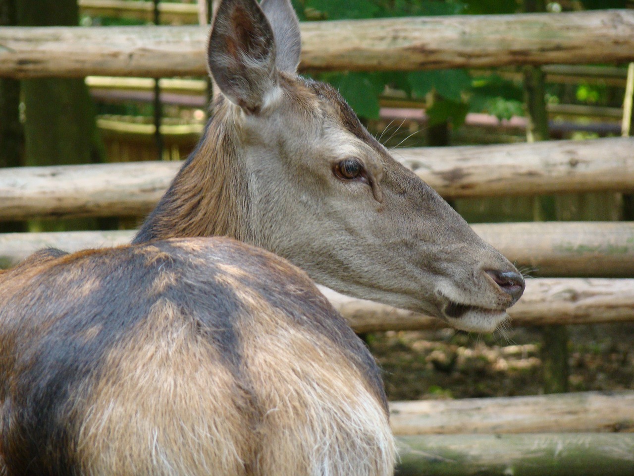 Sarna, Gyvūnas, Žinduolis, Laukinis Gyvūnas, Doe, Laukiniai Gyvūnai, Zoologijos Sodas, Nemokamos Nuotraukos,  Nemokama Licenzija