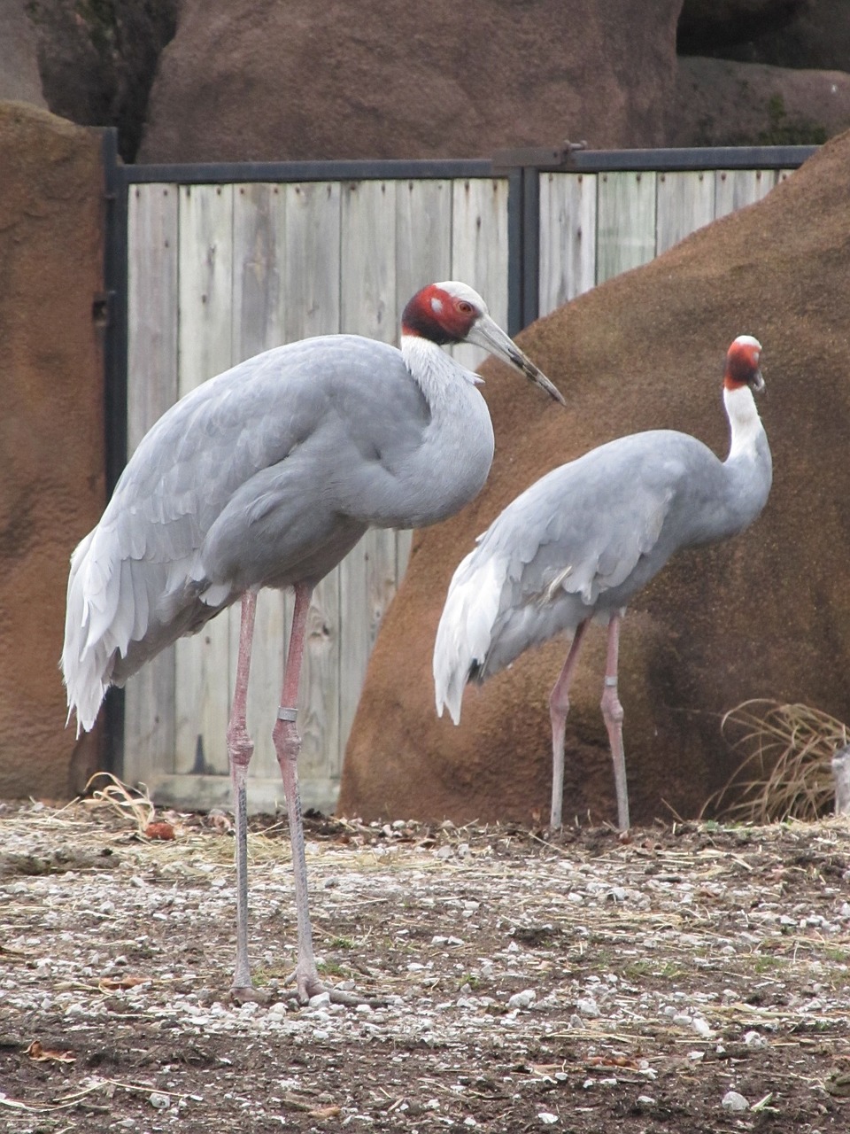 Sarus Kranai, Iš Arti, Paukščiai, Laukinė Gamta, Gamta, Grus Antigone, Lauke, Portretas, Plunksnos, Gaubtas