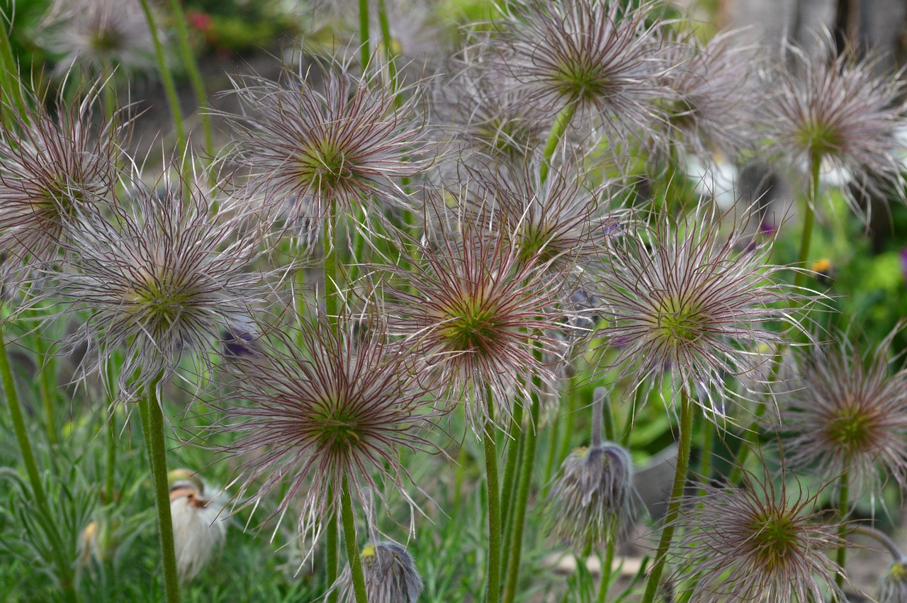 Sasanka, Overblown, Sėkla, Pulsatilla Vulgaris, Nemokamos Nuotraukos,  Nemokama Licenzija