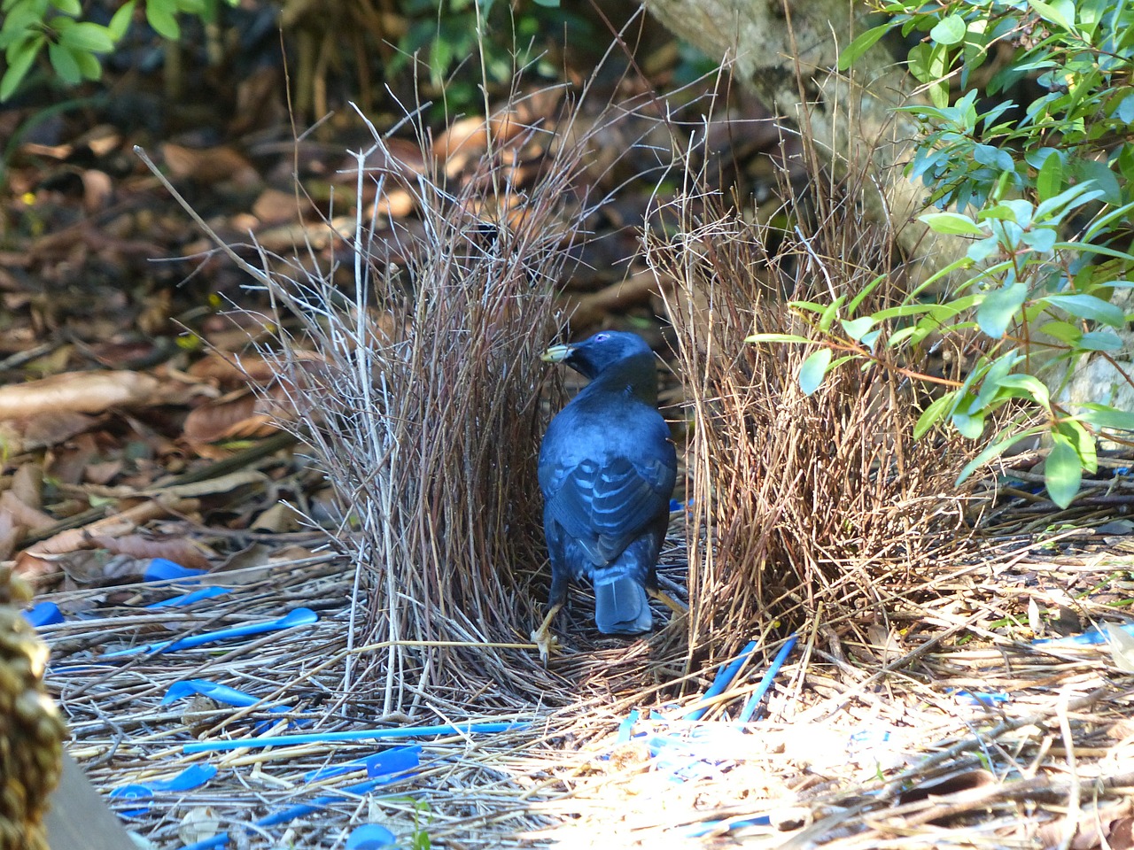 Satino Bowerbird, Paukštis, Ptilonorhynchus Violaceus, Australia, Nemokamos Nuotraukos,  Nemokama Licenzija