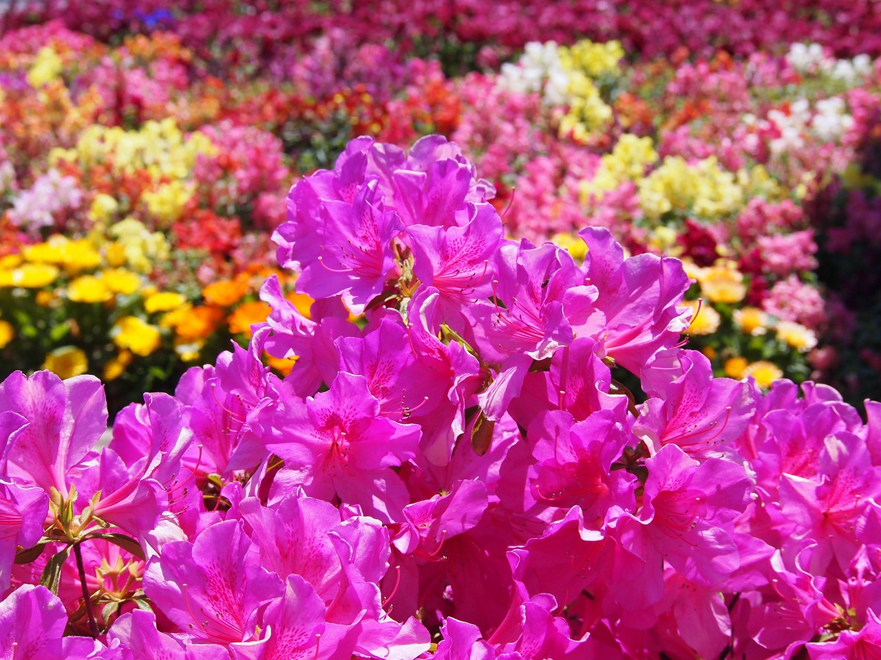 Satsuki, Gėlės, Rožinis, Žalias, Daug, Mielas, Kvepalai, Aromatas, Yokosuka, Kanagawa
