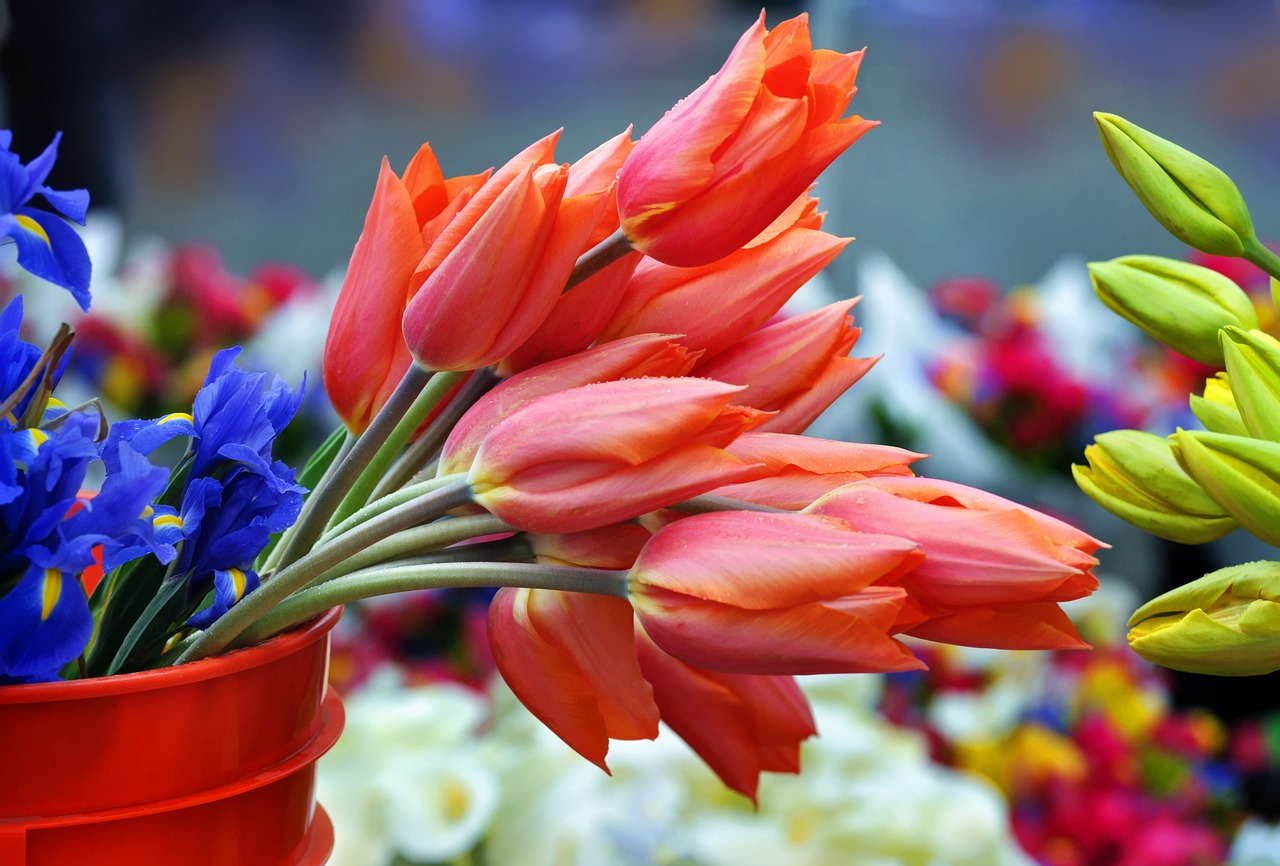 Šeštadienio Rinka, Tulpės, Gėlės, Nemokamos Nuotraukos,  Nemokama Licenzija