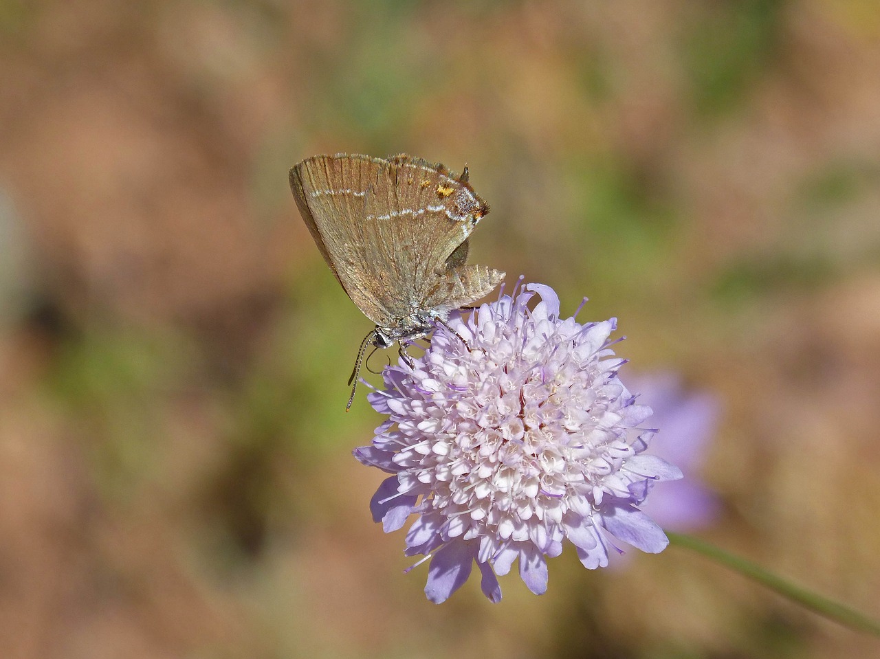 Satyrium Esculi, Laukinė Gėlė, Libar, Marrineta Iš Alzinos, Nemokamos Nuotraukos,  Nemokama Licenzija