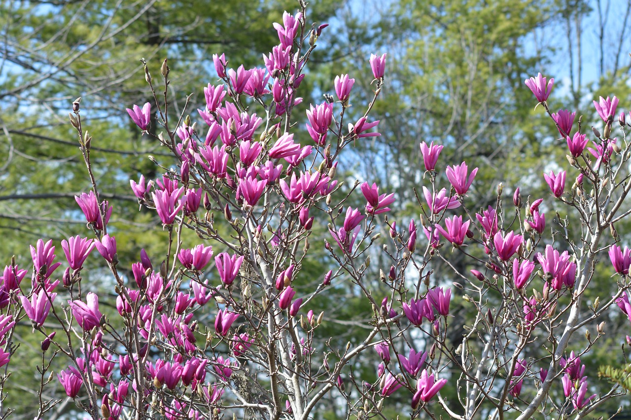 Lėkštelė Magnolija, Japonų Magnolija, Tulpių Medis, Magnolija, Pavasaris, Žydintys Medžiai, Žydėti, Žydi, Žiedas, Sezonas