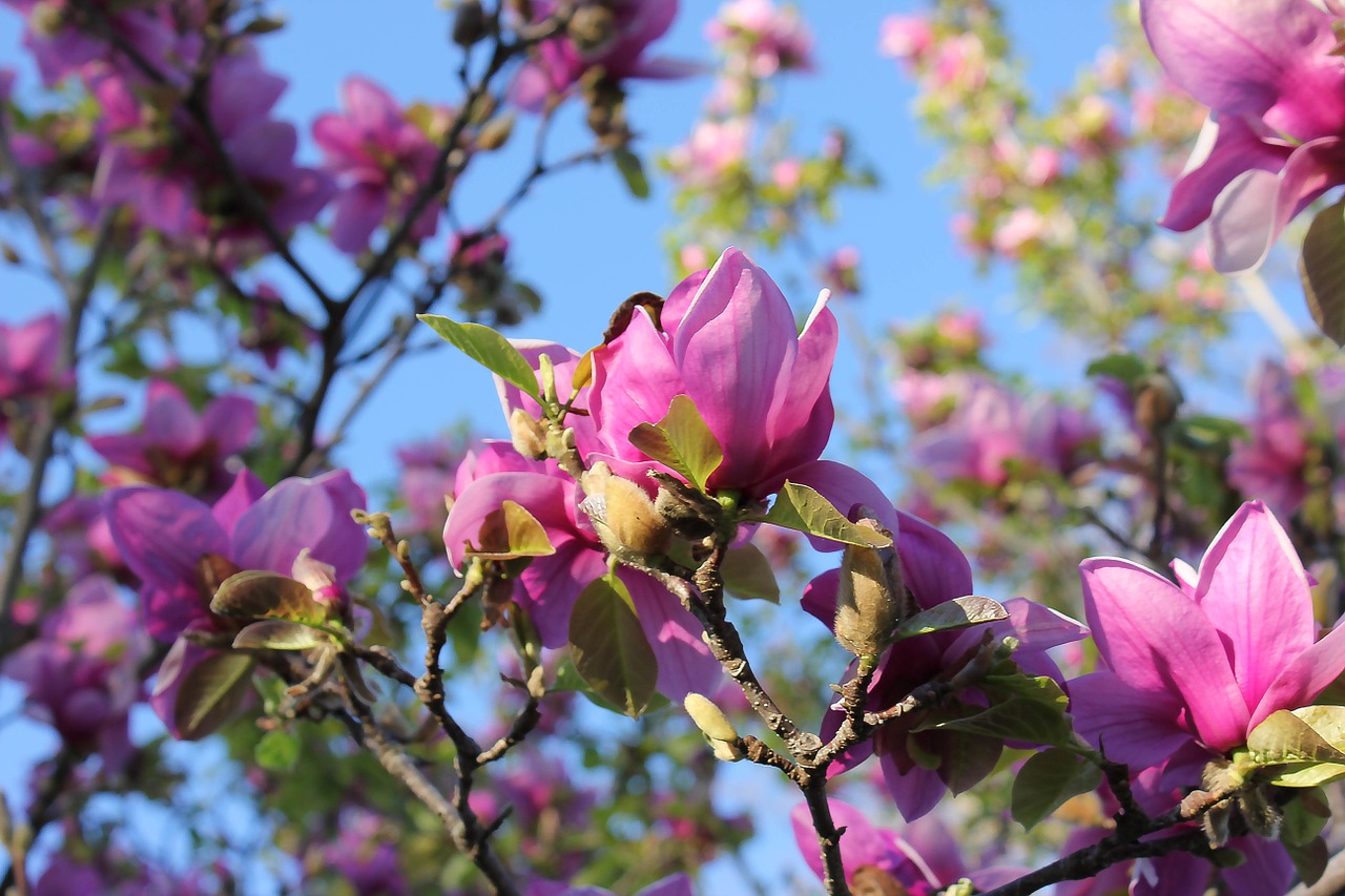 Lėkštelė Magnolija, Magnolija, Medis, Pavasaris, Soulangeana, Botanika, Žiedlapiai, Subtilus, Rožinis, Nemokamos Nuotraukos