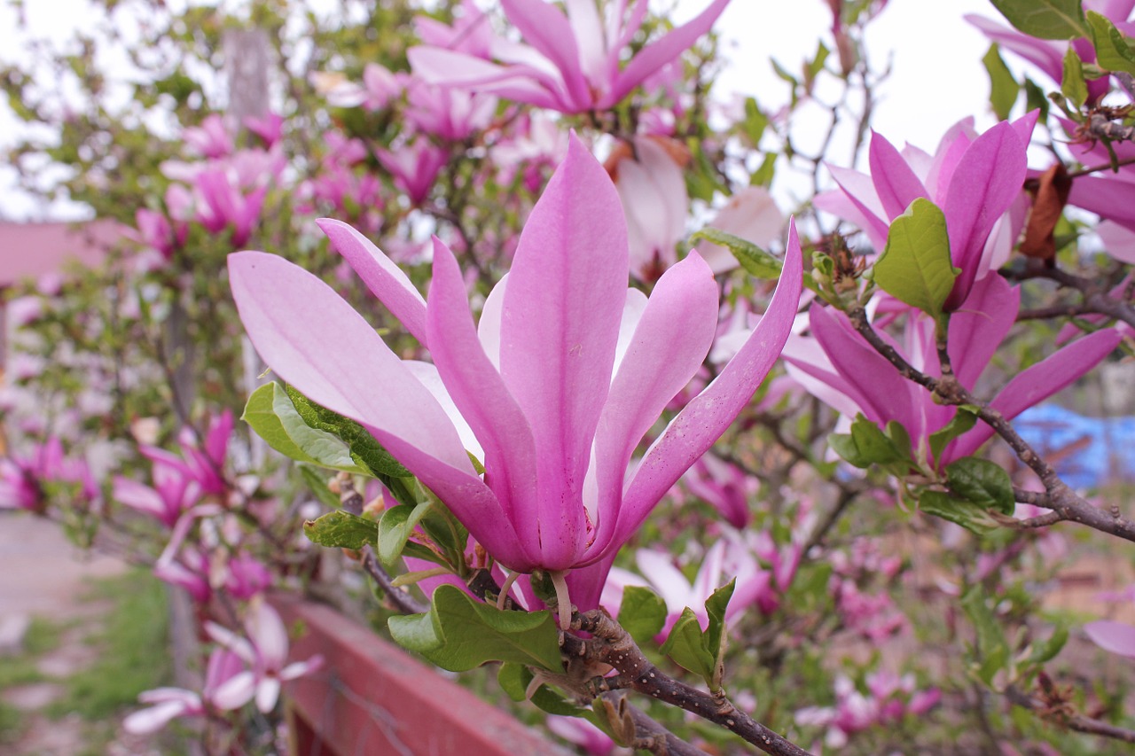 Lėkštelė Magnolija, Magnolija, Medis, Pavasaris, Soulangeana, Botanika, Žiedlapiai, Subtilus, Rožinis, Nemokamos Nuotraukos