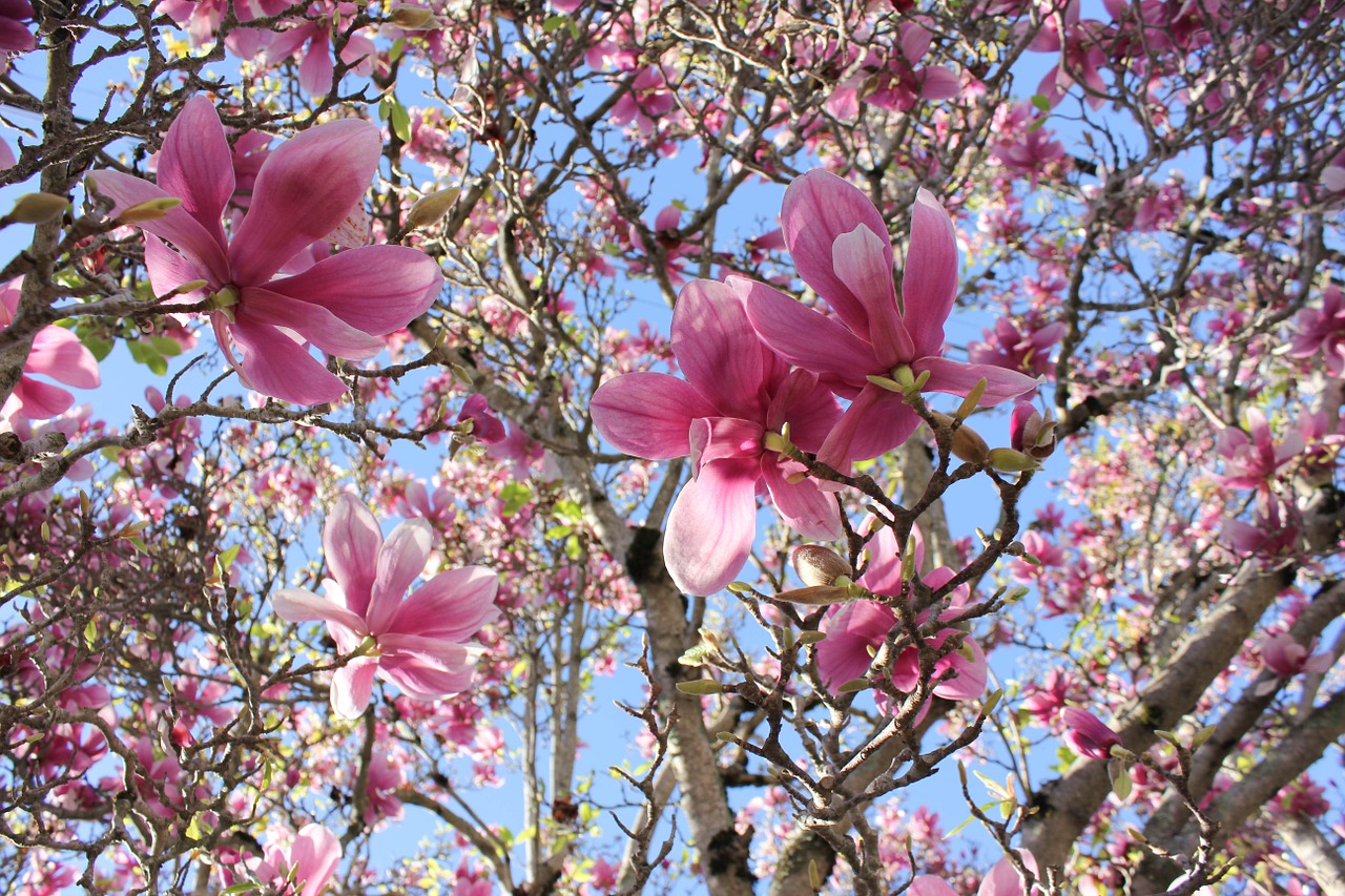 Lėkštelė Magnolija, Magnolija, Medis, Pavasaris, Soulangeana, Botanika, Žiedlapiai, Subtilus, Rožinis, Nemokamos Nuotraukos