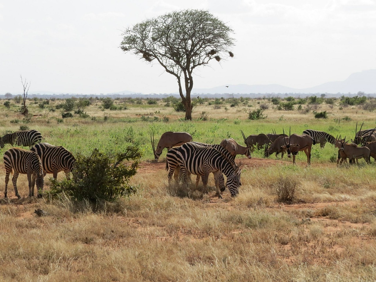 Savanna, Oryx, Zebra, Afrika, Safari, Laukinė Gamta, Antilopė, Nemokamos Nuotraukos,  Nemokama Licenzija