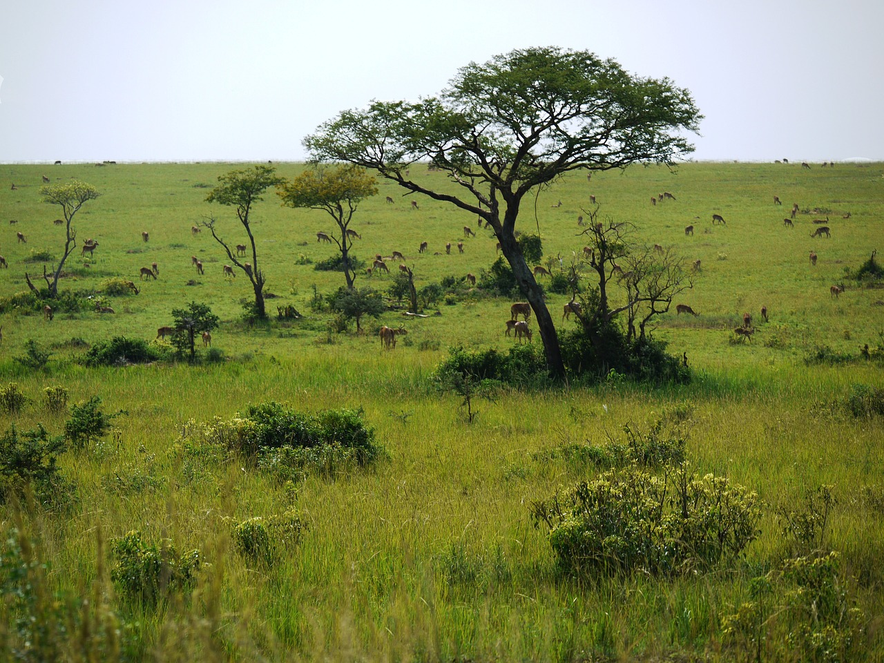 Savana, Uganda, Laukiniai Gyvūnai, Laisvė, Platus, Antilopė, Gazelė, Flock, Dykuma, Gyvūnų Pasaulis