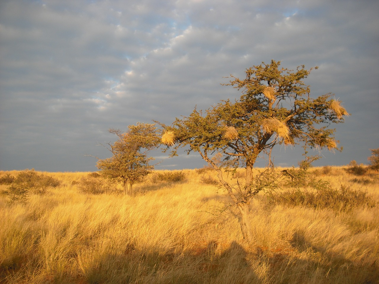 Savana, Afrika, Medis, Saulėlydis, Sausra, Nemokamos Nuotraukos,  Nemokama Licenzija