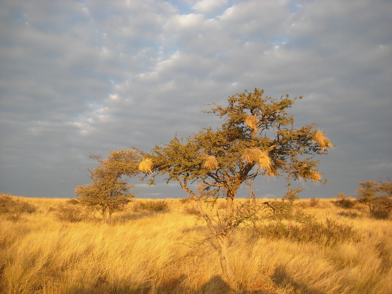 Savana, Afrika, Medis, Saulėlydis, Sausra, Nemokamos Nuotraukos,  Nemokama Licenzija