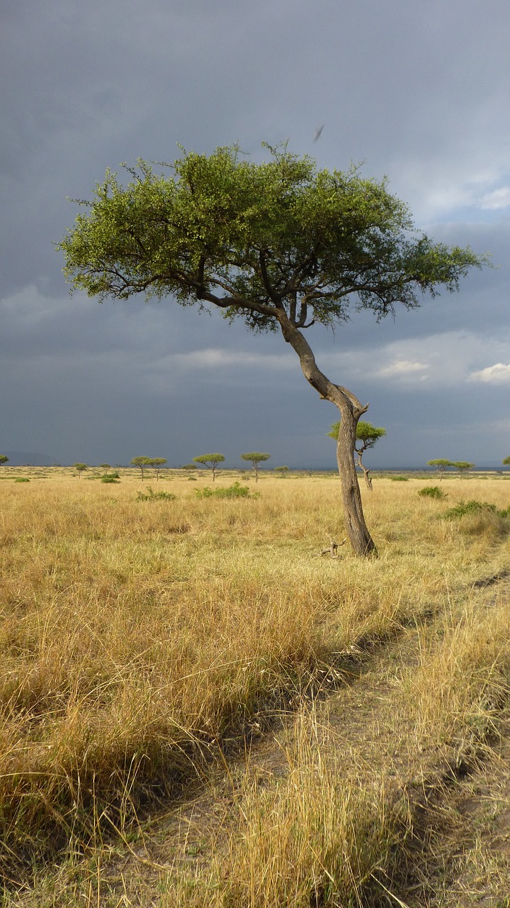 Savana,  Medis,  Afrika,  Kraštovaizdis,  Debesys,  Kenya,  Griauna, Nemokamos Nuotraukos,  Nemokama Licenzija