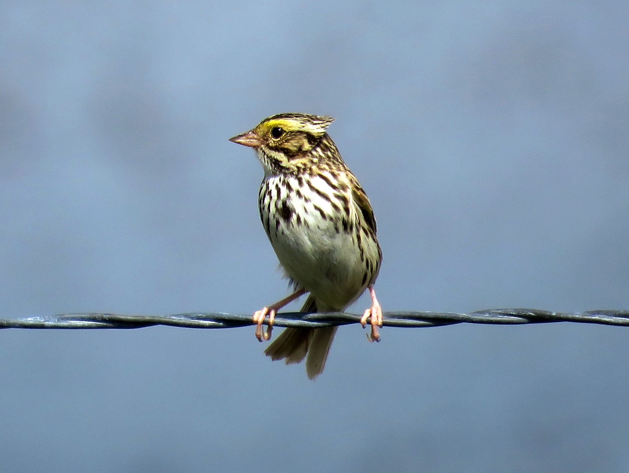 Savanos Žvirblis, Laukinis Paukštis, Birding, Žvirblis, Paukštis, Nemokamos Nuotraukos,  Nemokama Licenzija