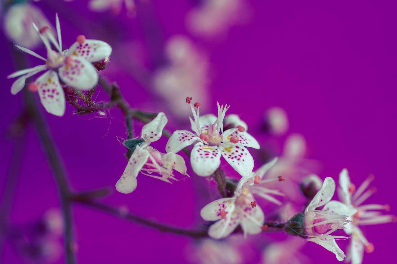 Saxifraga Cuneifolia, Keilblättriger Saxifrage, Gėlės, Mažas, Balta, Maža Gėlė, Makro, Žydėti, Nemokamos Nuotraukos,  Nemokama Licenzija